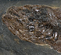 Cyclurus kehreri
