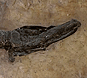 Atractosteos strausi
